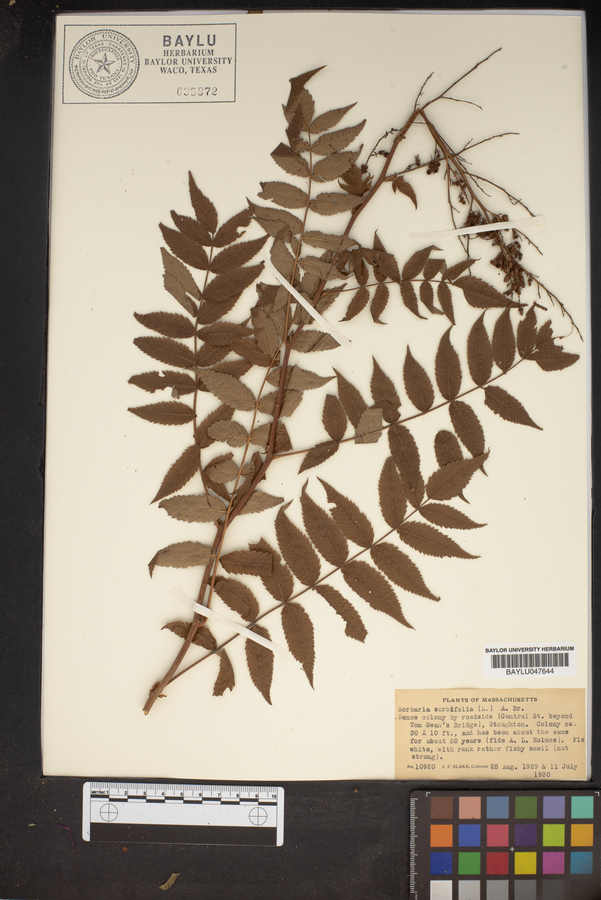 Sorbaria sorbifolia image