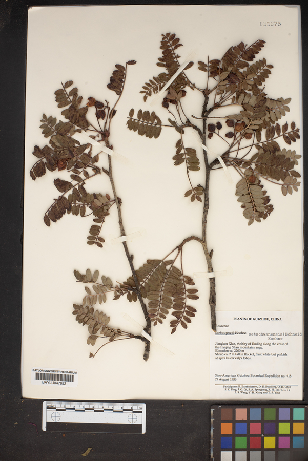 Sorbus setschwanensis image