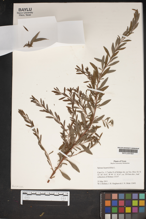Spiraea hypericifolia image