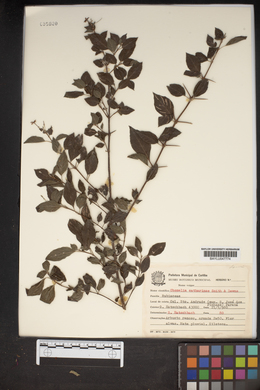 Chomelia parvifolia image