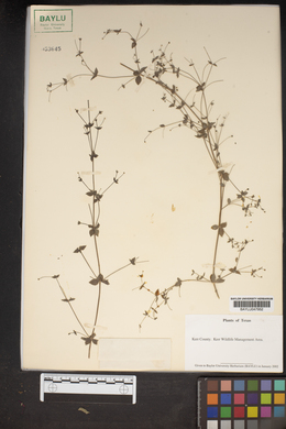 Galium texense image
