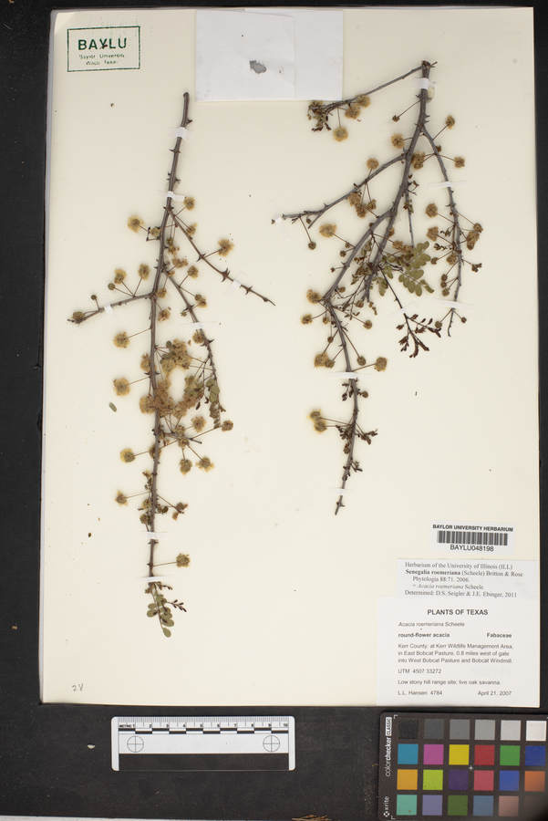 Senegalia roemeriana image