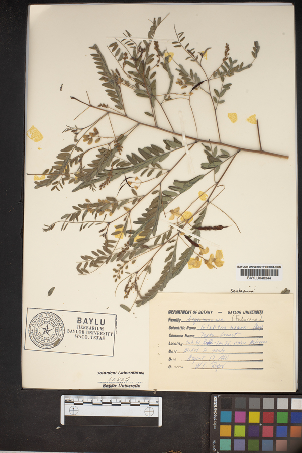 Gleditsia × texana image
