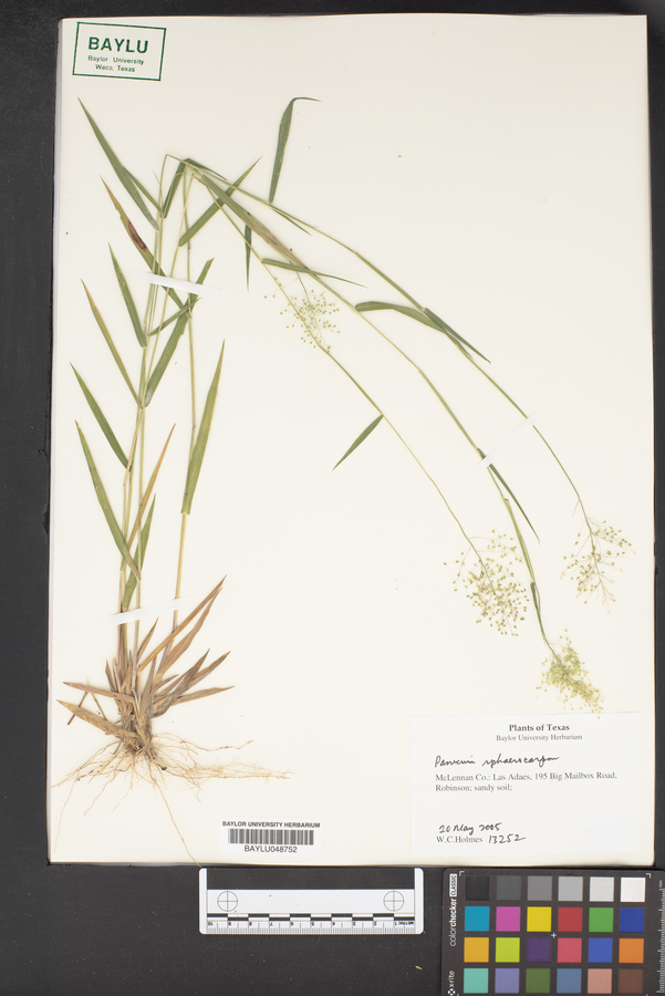 Panicum sphaerocarpon image