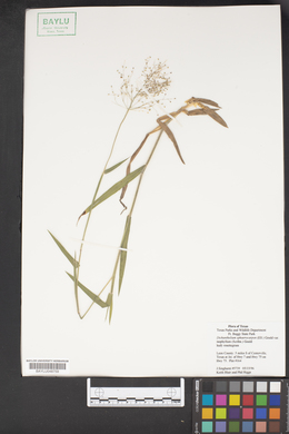 Dichanthelium polyanthes image