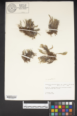 Selaginella arenicola subsp. riddellii image