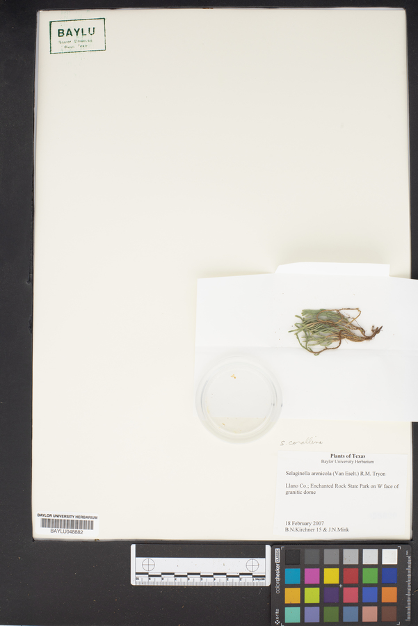 Selaginella corallina image