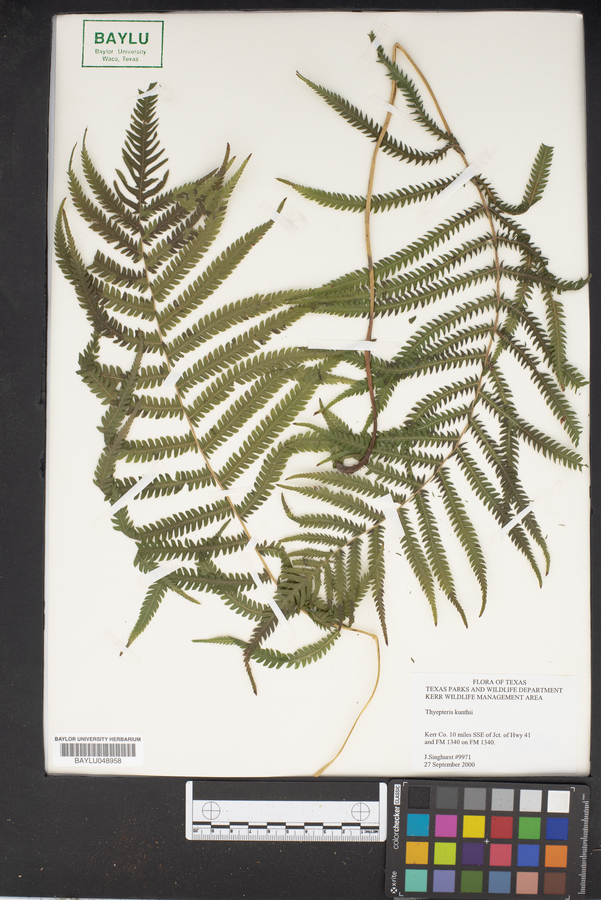 Thelypteris kunthii image