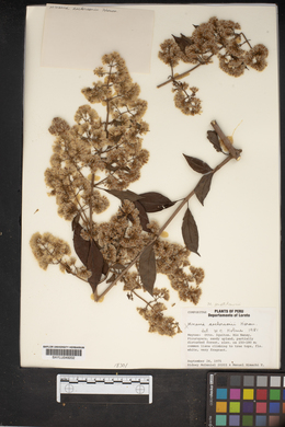 Mikania aschersonii image