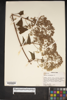 Mikania microptera image