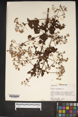 Mikania microptera image