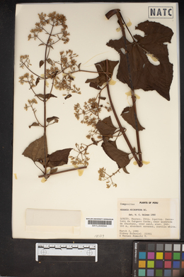 Mikania microptera image