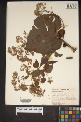 Mikania microptera image