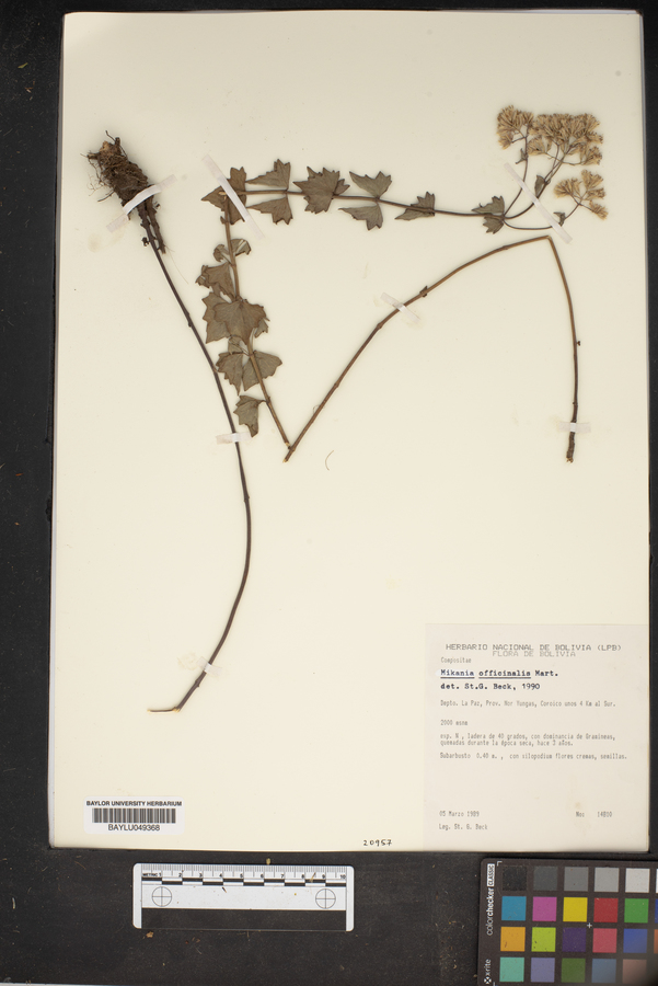 Mikania officinalis image
