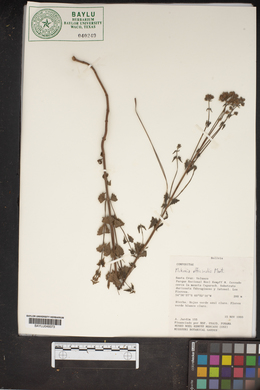 Mikania officinalis image