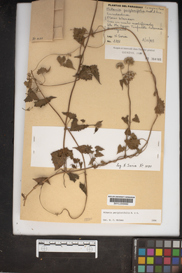 Mikania periplocifolia image