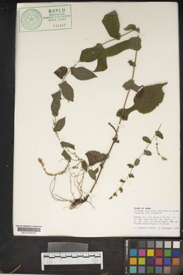 Solidago auriculata image