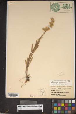 Solidago nemoralis subsp. decemflora image