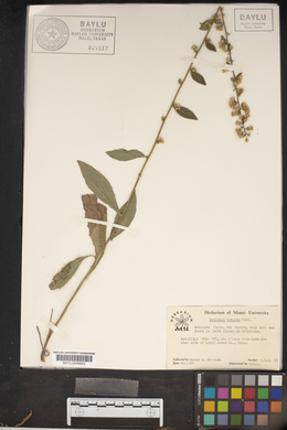 Solidago hispida image