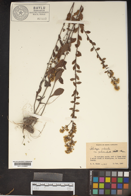 Solidago puberula image