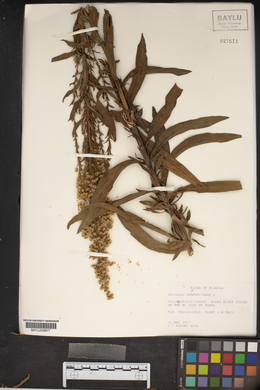 Solidago sempervirens image