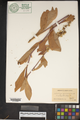 Solidago squarrosa image