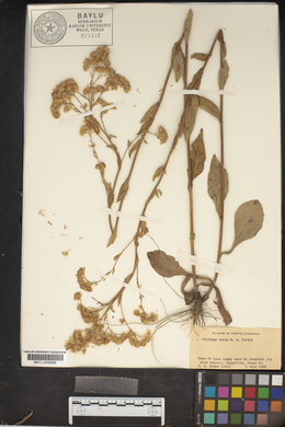 Solidago verna image