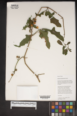 Solanum tampicense image