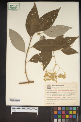 Solanum sanctae-catharinae image