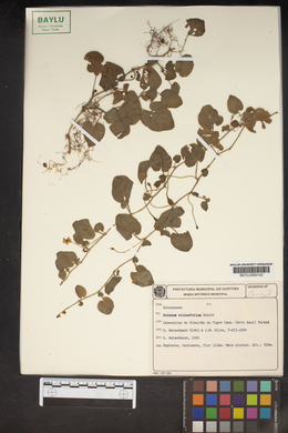 Solanum violifolium image