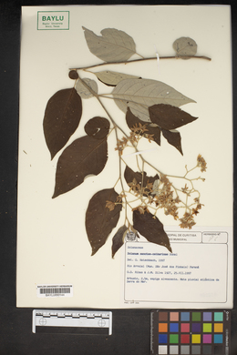 Solanum sanctae-catharinae image