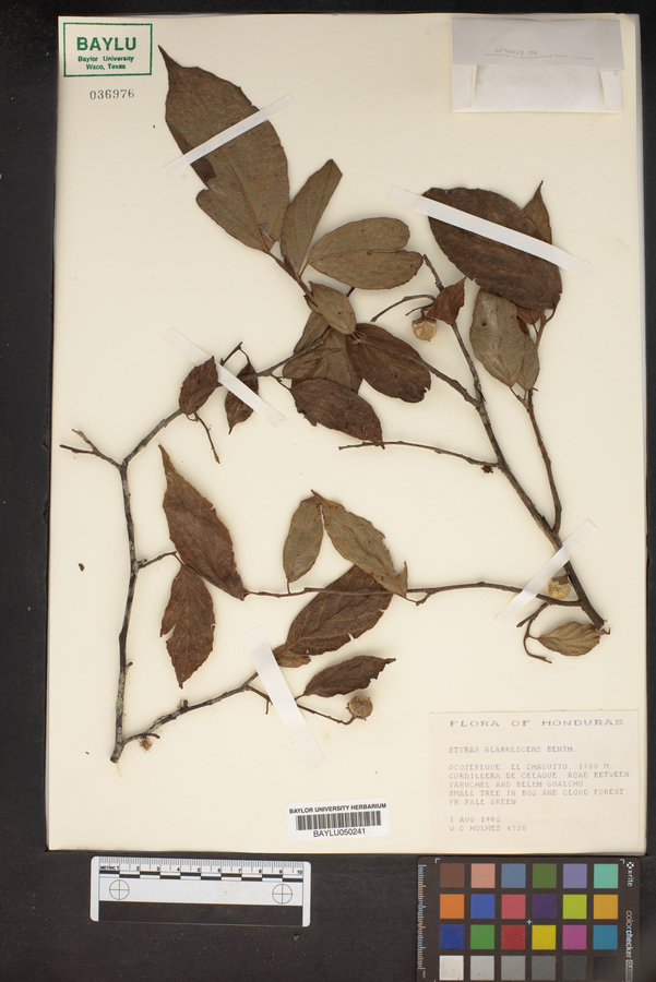 Styrax glabrescens image