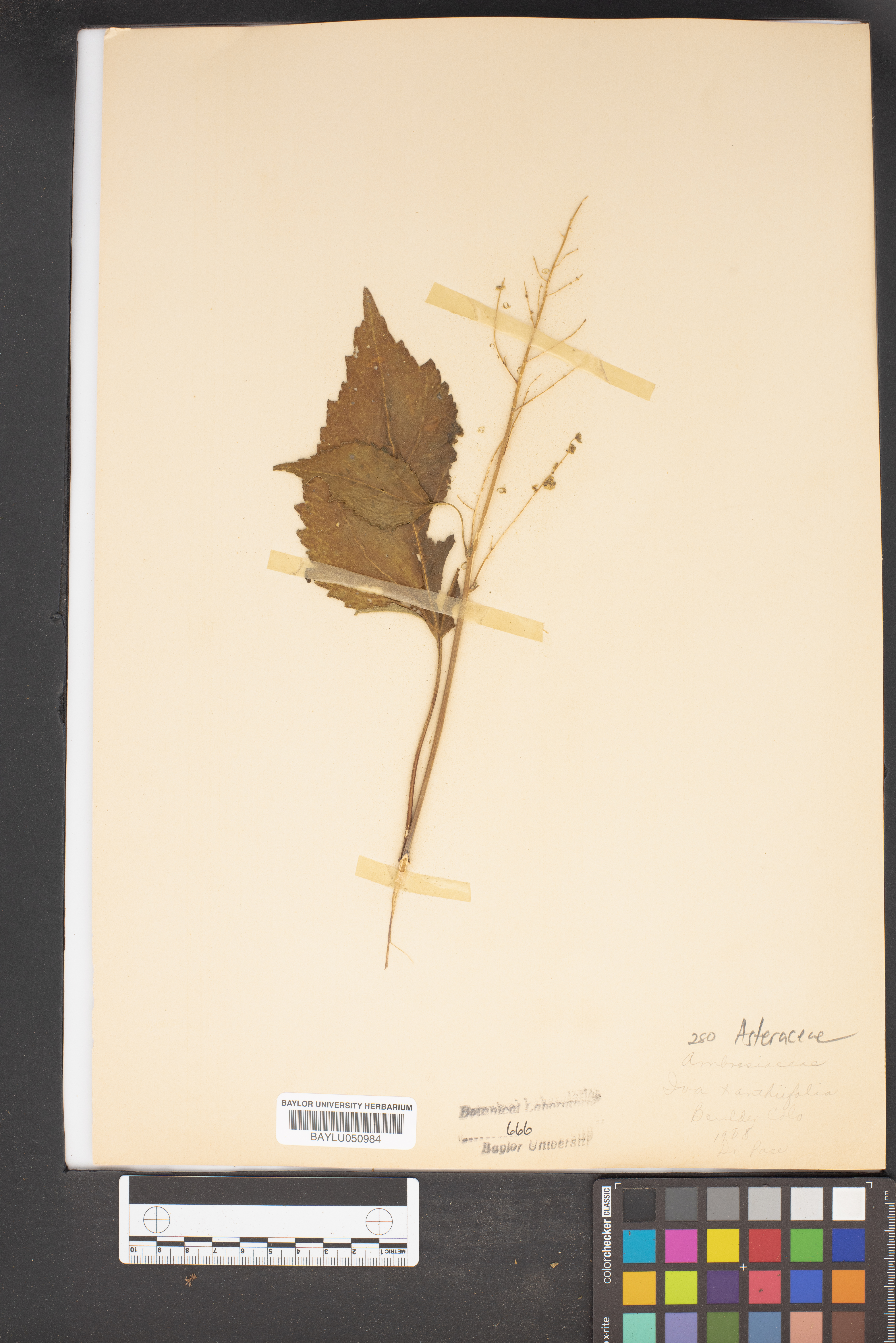 Iva xanthiifolia