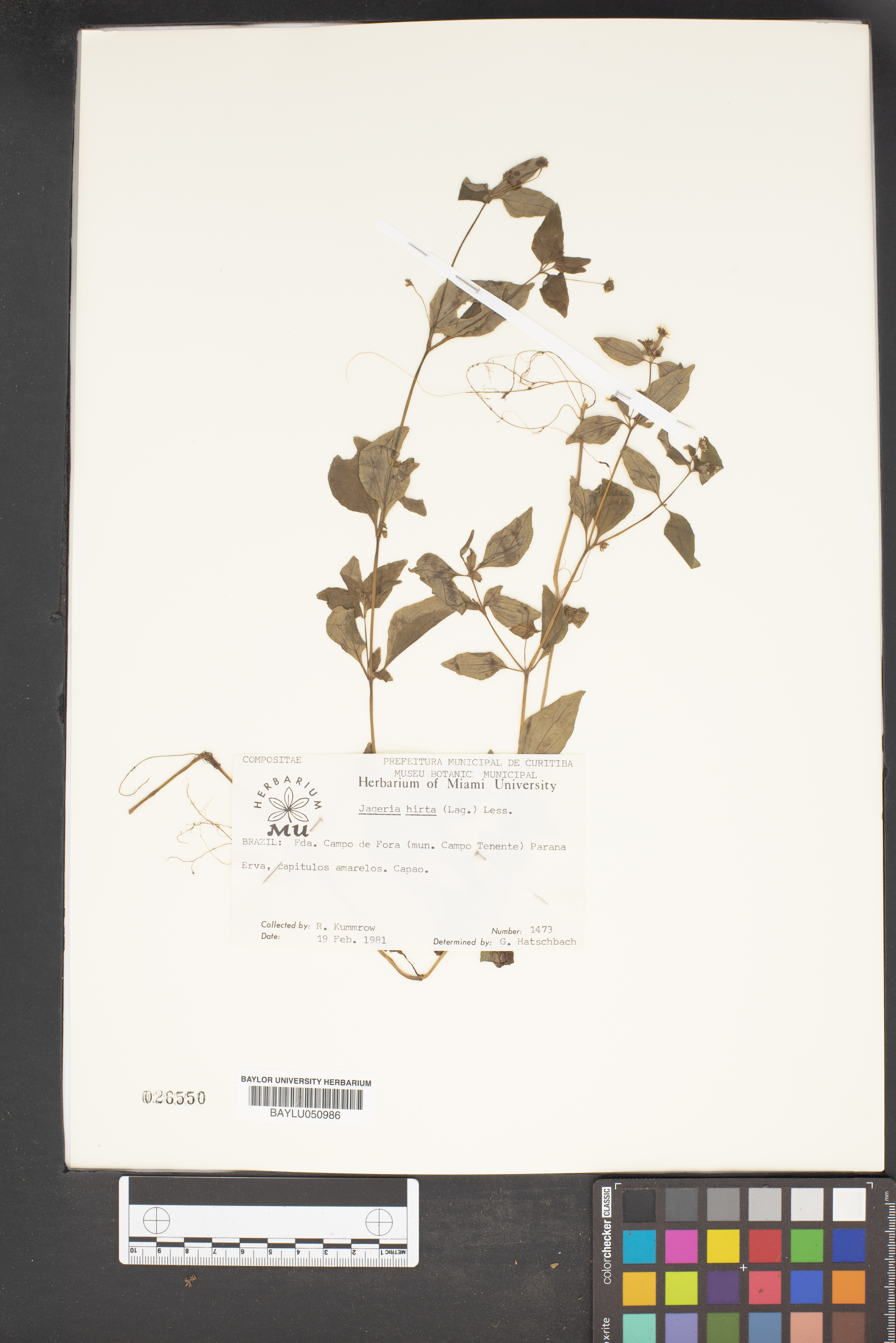 Jaegeria hirta