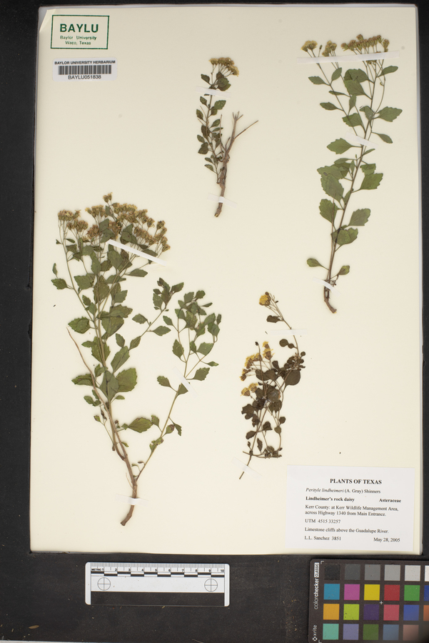 Perityle lindheimeri image