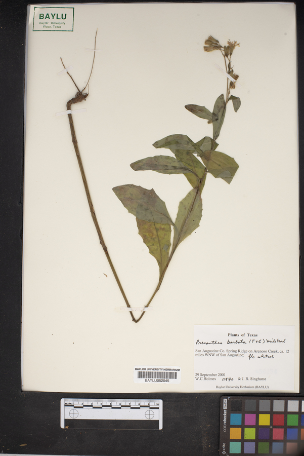 Nabalus barbatus image