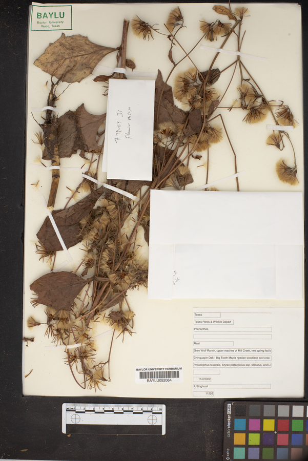 Prenanthes image