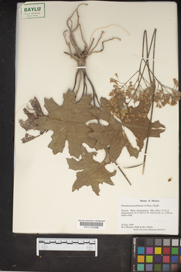 Psacalium poculiferum image