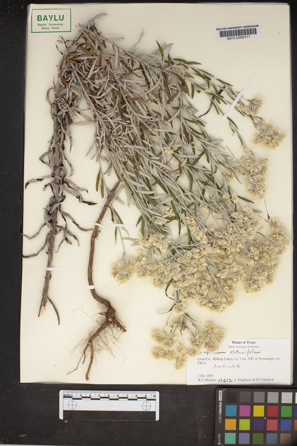Setaria obtusifolia image