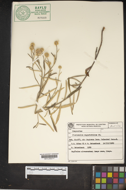 Image of Pterocaulon angustifolium