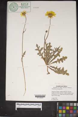 Xanthisma texanum image