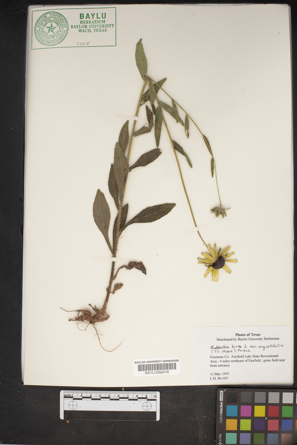 Rudbeckia hirta var. angustifolia image