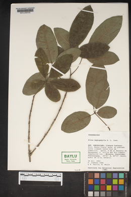 Vitex heptaphylla image