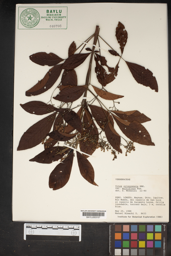 Vitex orinocensis var. multiflora image