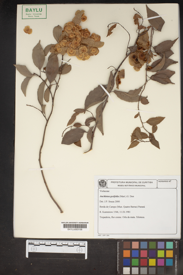 Anchietea pyrifolia image