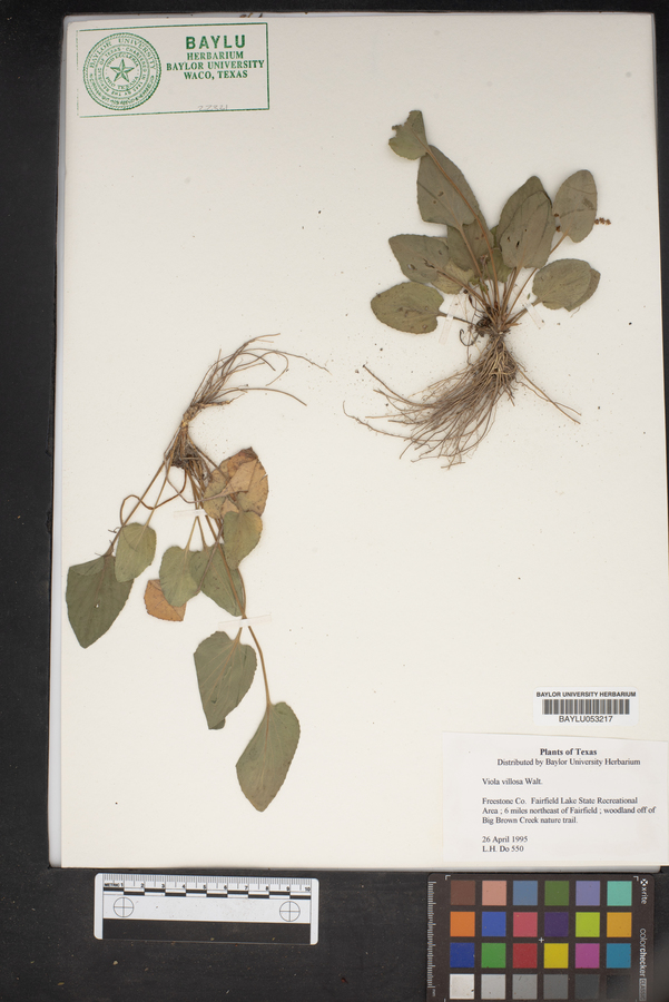 Viola villosa image