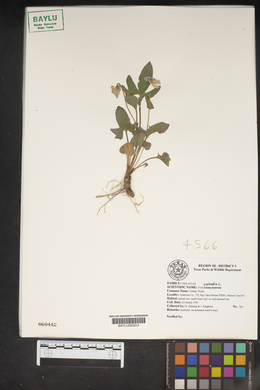 Viola palmata image