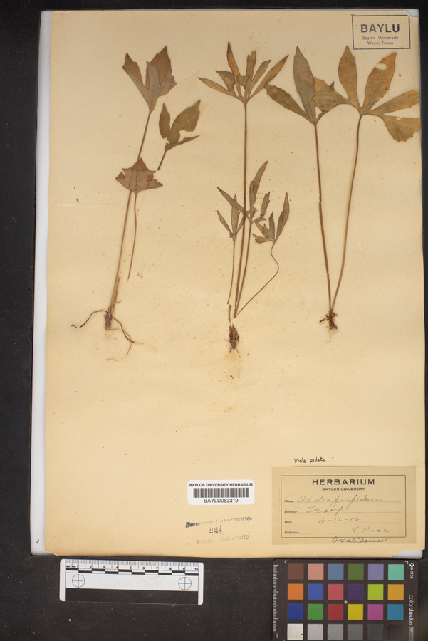 Oxalis purpurea image