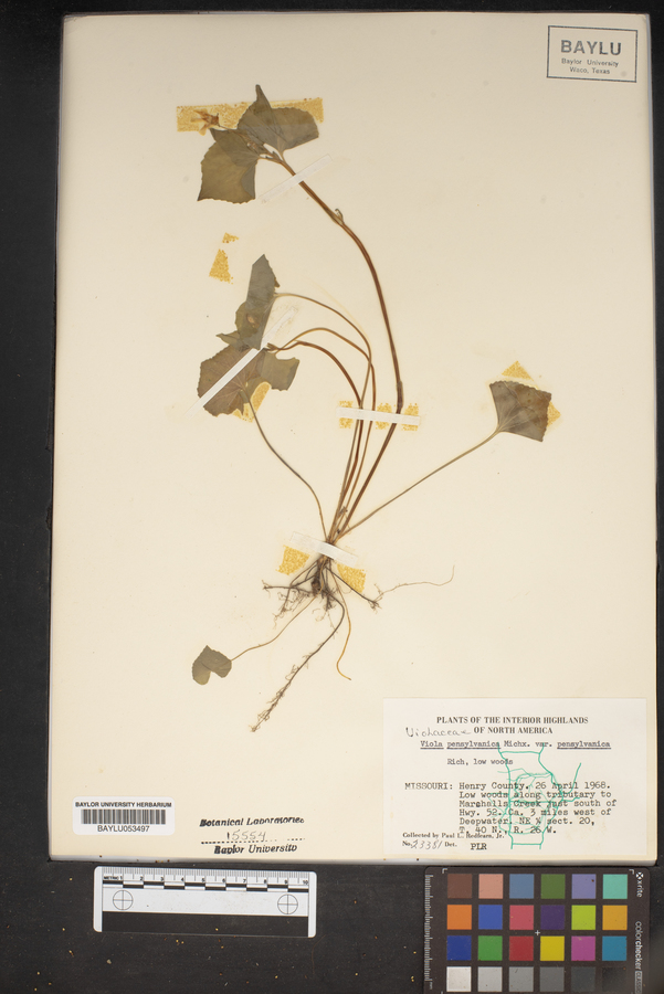 Viola pensylvanica var. pensylvanica image