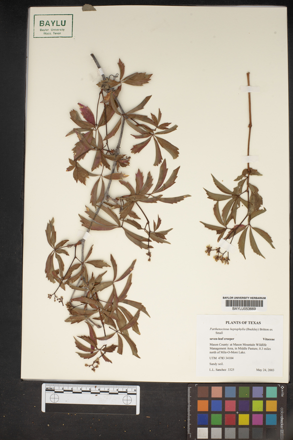 Parthenocissus heptaphylla image